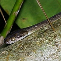 Brown Tree Snake<br />Canon EOS 6D + EF400 F5.6L + SPEEDLITE 580EXII + Better Beamer